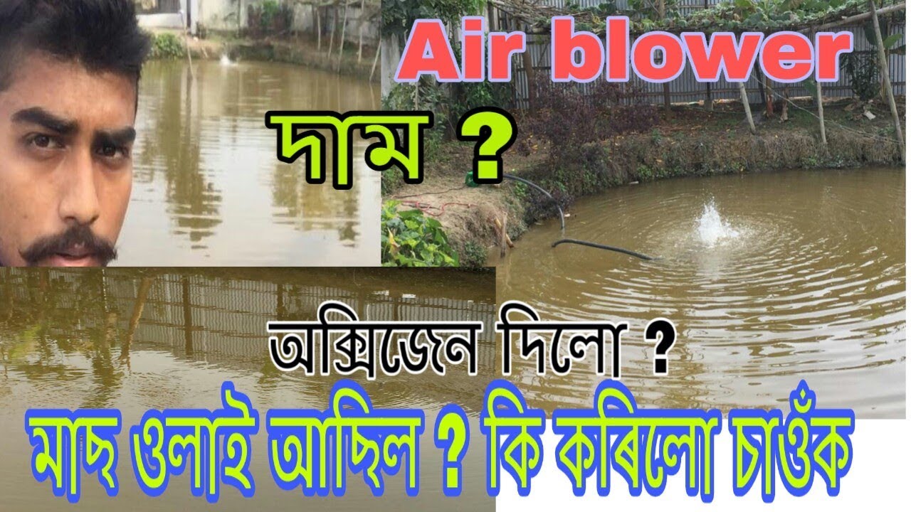 বায়ু ব্ল'ৱাৰ ৱ্যৱহাৰ কৰি পুখুৰীত অক্সিজেন যোগান । Air blower use in pond for oxygen / Air blower