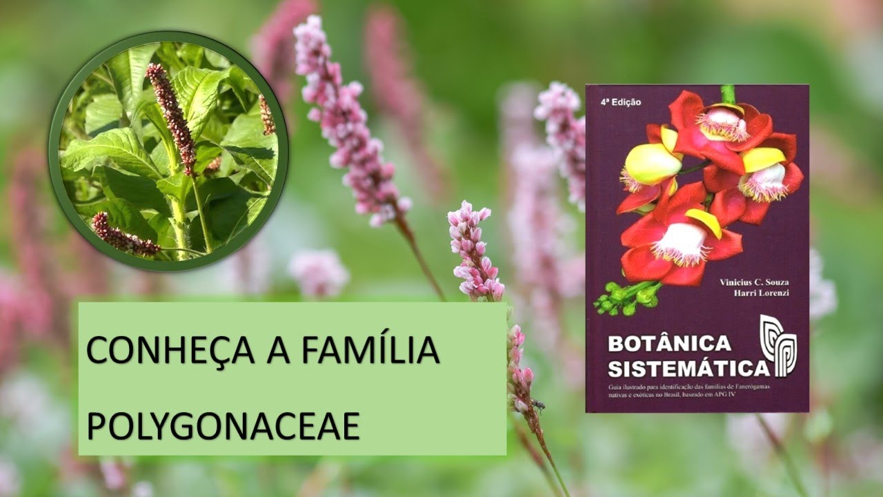 QUAIS SÃO AS CARACTERÍSTICAS DA FAMÍLIA POLYGONACEAE?