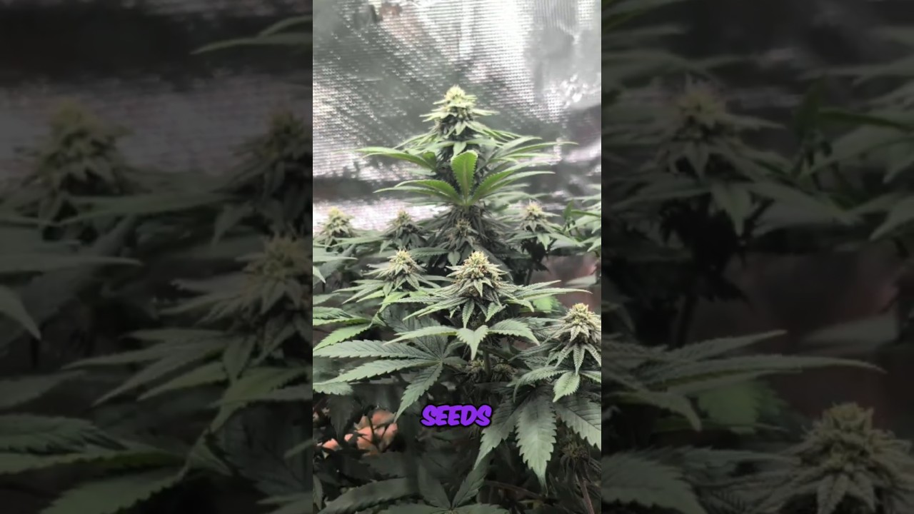Meine eigenen Cannabissamen z&uuml;chten: Vom Pollen zu neuen Sorten!
