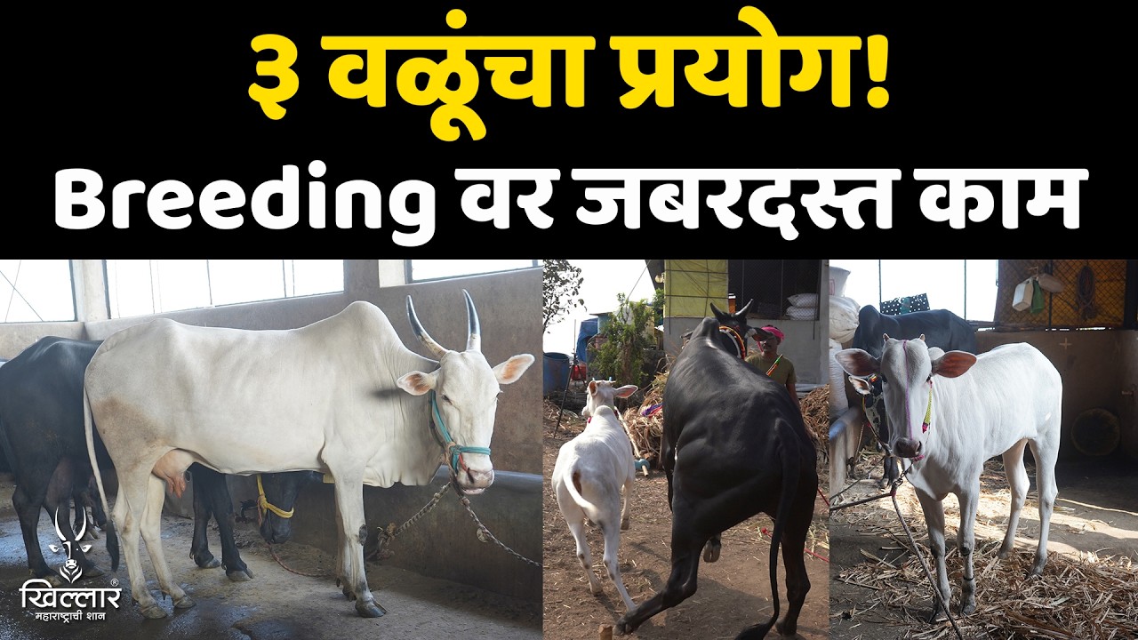 1 गाय, 3 वळू… आणि 3 जातिवंत वासरे! डॉक्टरांचा खास अनुभव - डॉ. सिध्दार्थ चव्हाण | Khillar 2026