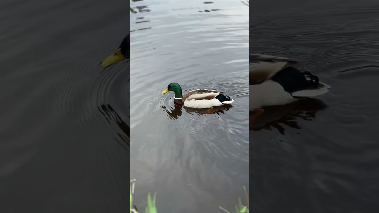 Guests of the lake #beauty #lake #nature #ducks #rivenmoss