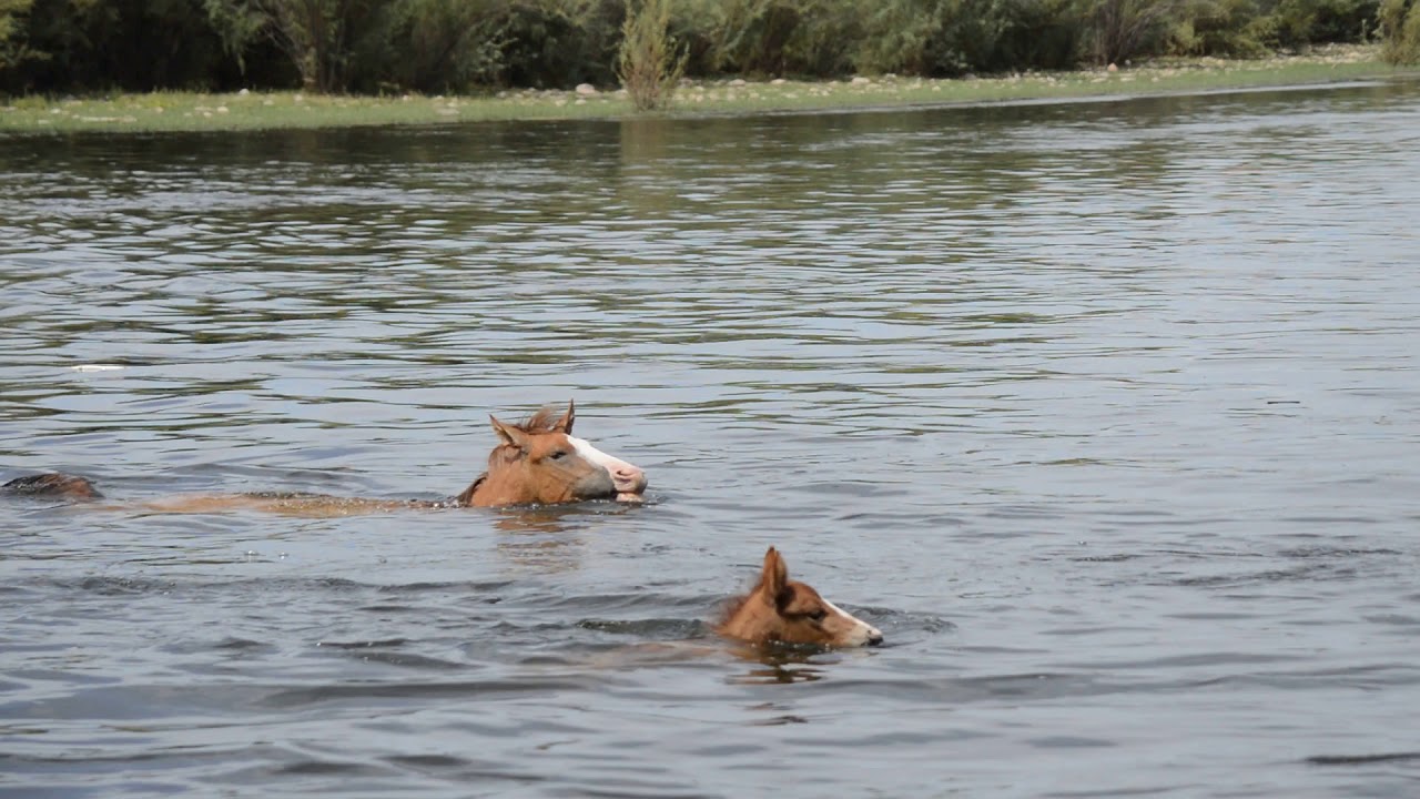 Salt River wild horse foal crossing Salt River