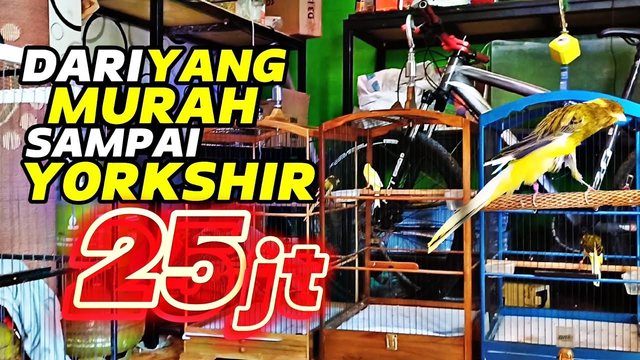 KENARI PROSPEK LOMBA‼️Dari yg MURAH sampai yg harga 25jt....