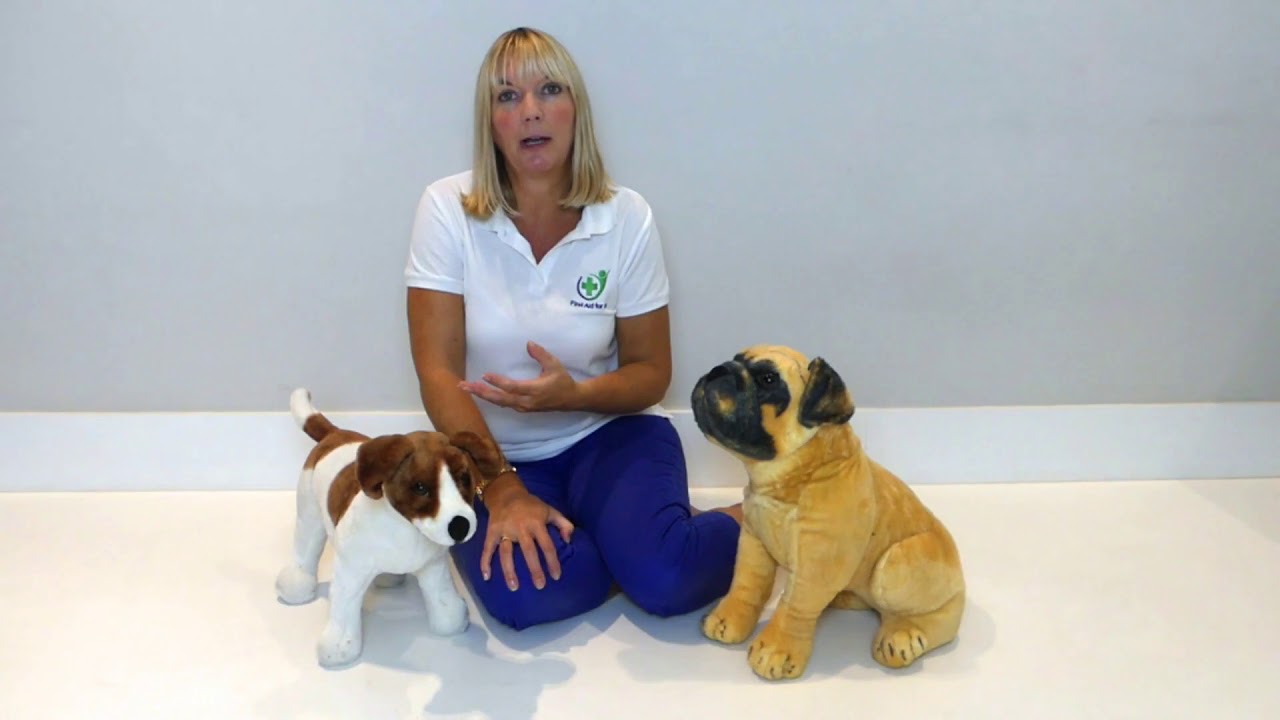 Poisoning in Dogs: What to Know | First Aid