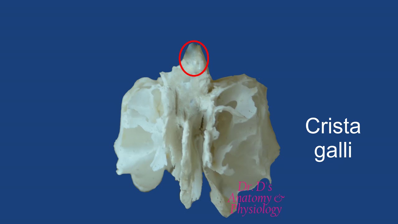Bone -  Skull -  Ethmoid Bone
