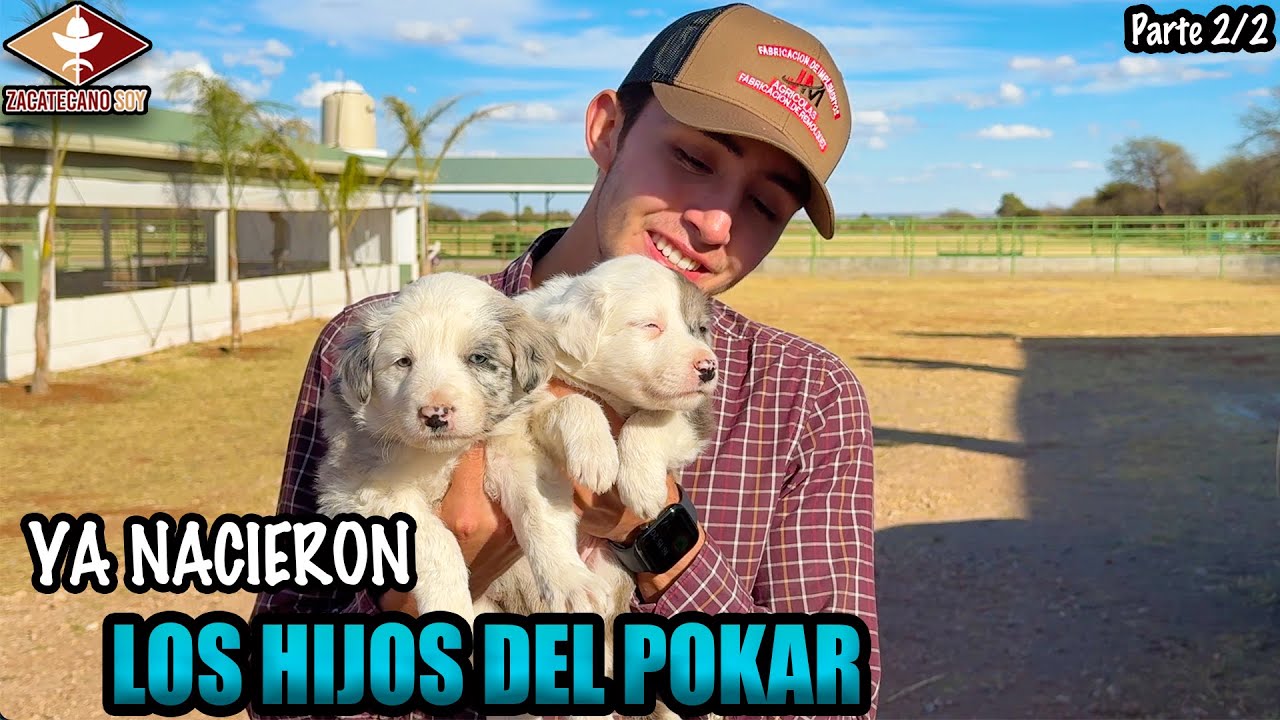 NUEVOS BEBÉS EN EL RANCHO los hijos del Pokar