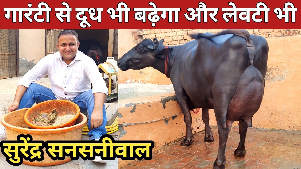 सुरेंद्र Sansaniwal का लाजवाब Feeding फॉर्मूला, अब दूध और लेवटी बढ़ेगी गारंटी से