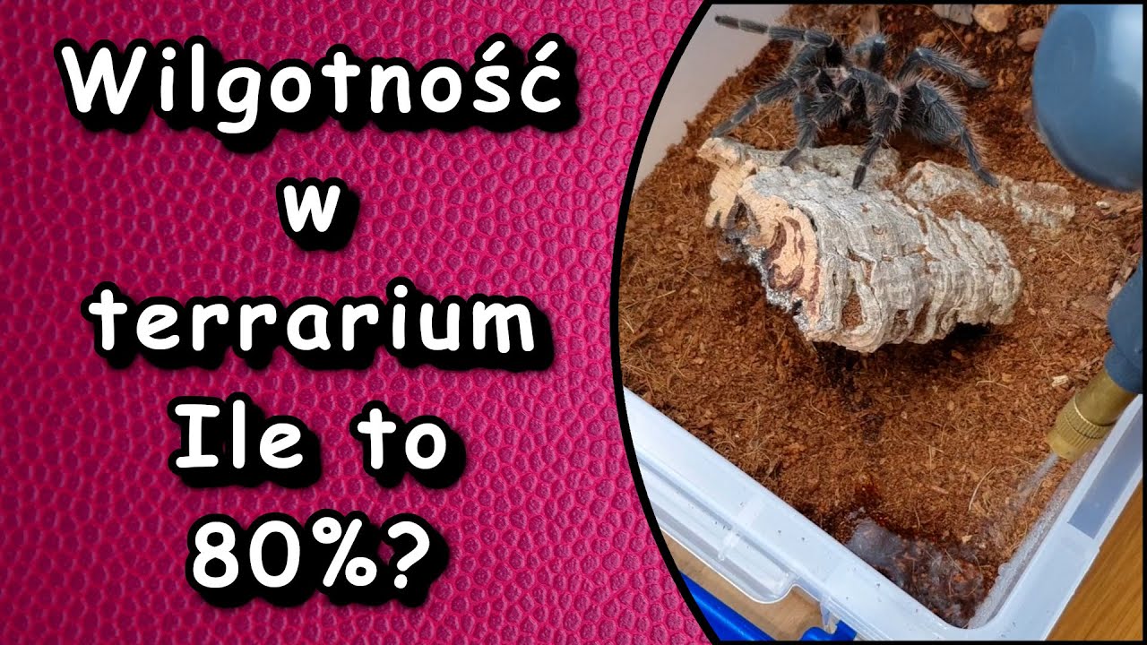 Ile to jest 70% wilgotności ? Czyli jak zwilżać i rozpoznawać wilgotność w terrarium 💧💧💧
