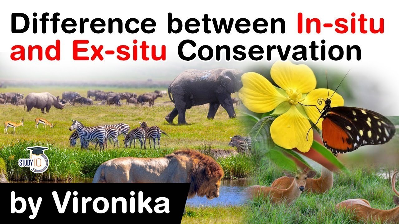 What is Biodiversity? Difference between In situ and Ex situ conservation explained #UPSC #IAS