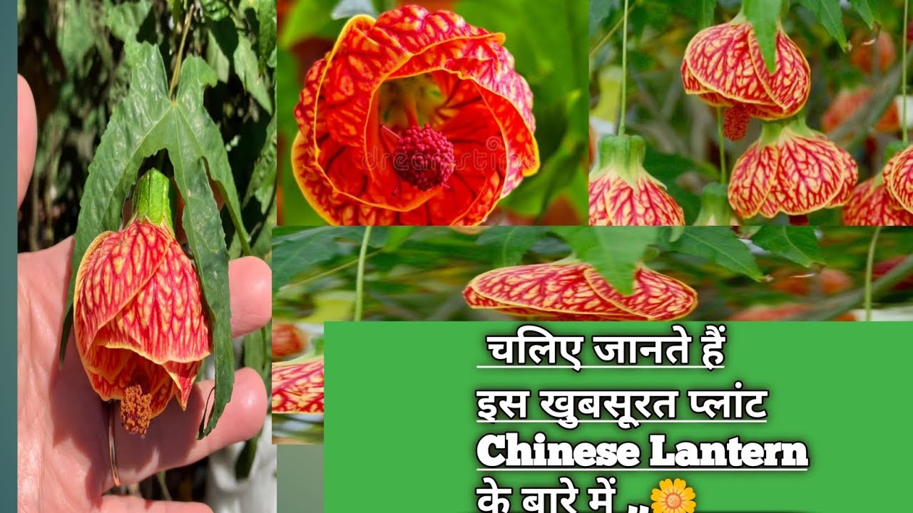 Chinese Lantern plant (abutilon) plant care ,soil mix के बारे में जानते हैं 