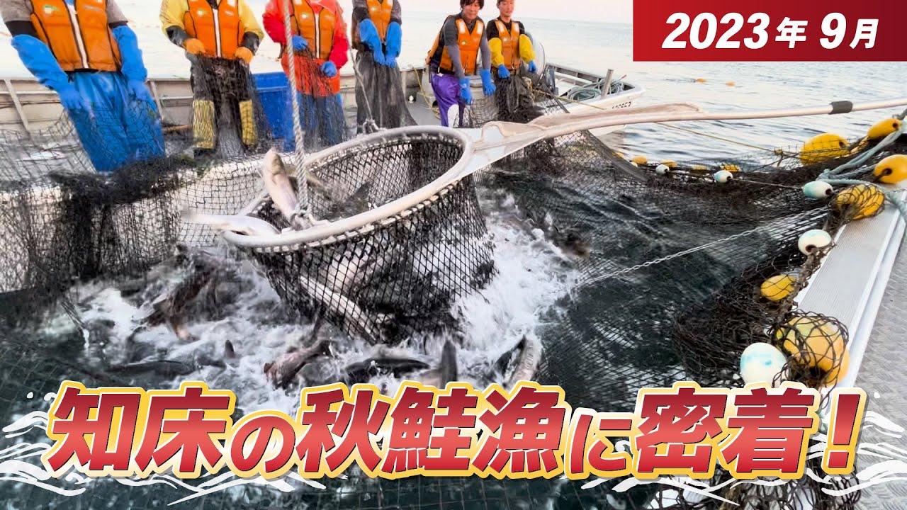 2023年最新映像！秋鮭漁の全てを見せます【第二十一北洋丸/知床斜里町の鮭漁師】