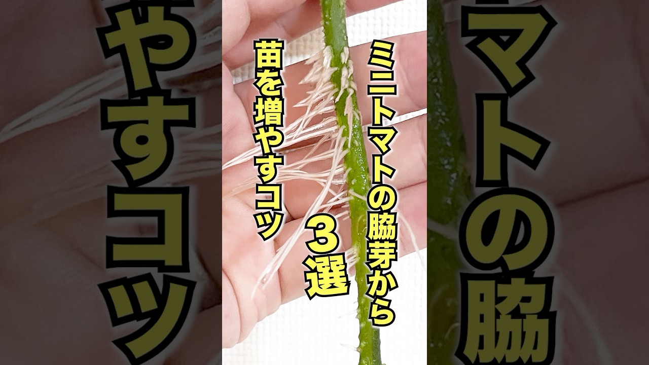 ミニトマトの脇芽から苗を増やすコツ3選 #家庭菜園 #トマト栽培 #芽かき