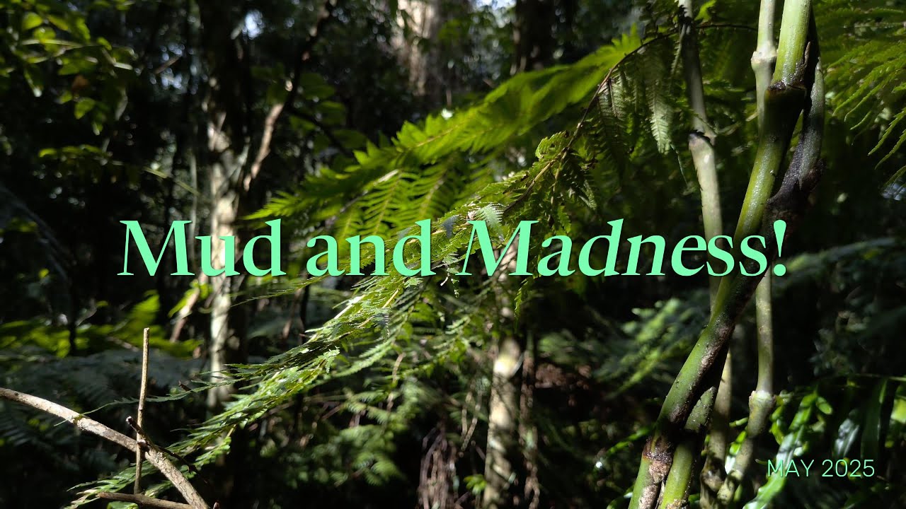 MT GLORIOUS MAY 2025 Lepidozamia Bush Camp Site in D&rsquo;Aguilar National Park,