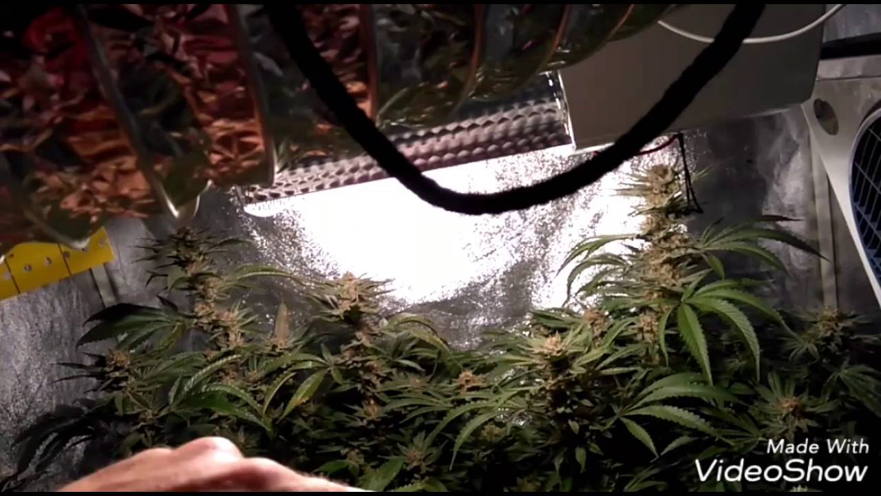 HSO, day 52 flower update