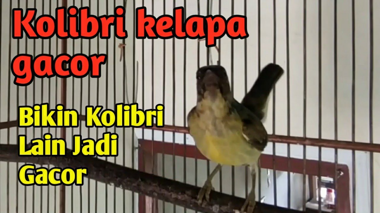 Sangat Ampuh Bikin Korlap Lain Gacor - Pancingan Kolibri Kelapa Gacor