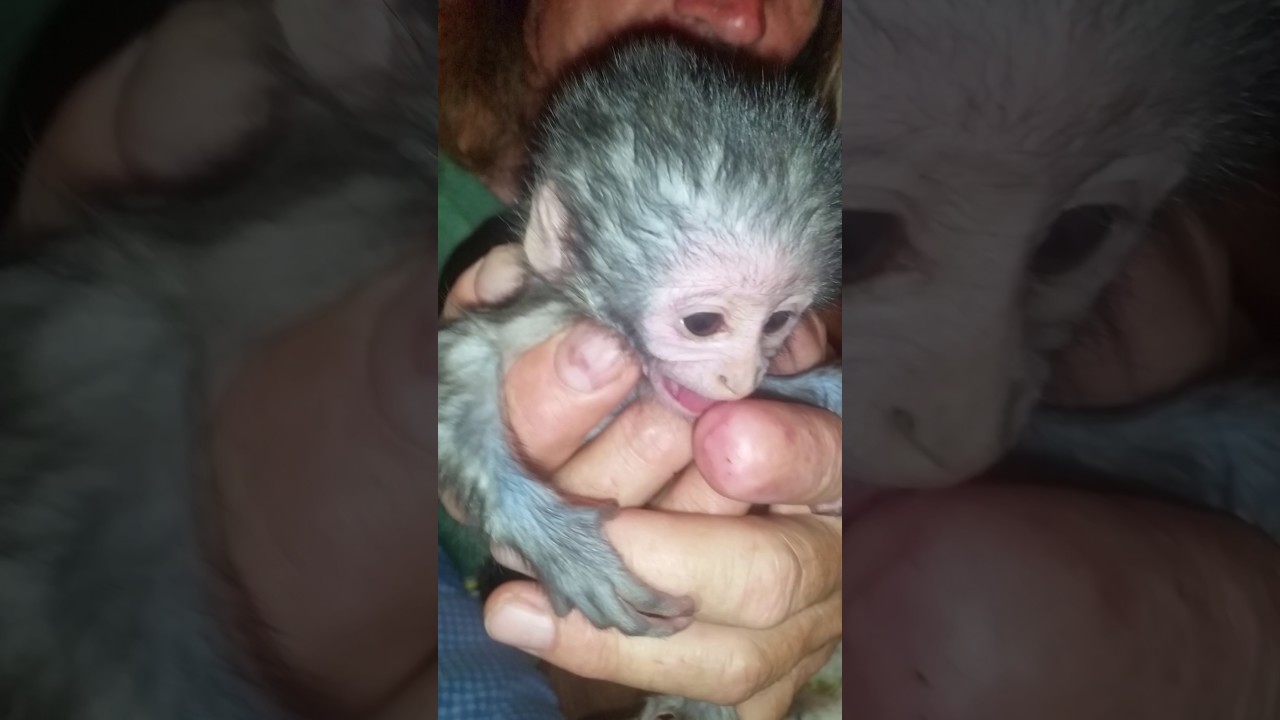 Meet rescued orphan 3 day old Vervet monkey  Johmari