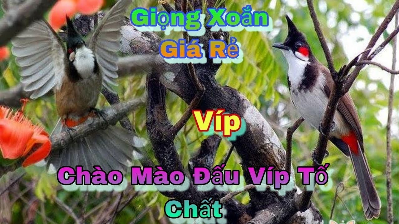 Mào Đấu Vip Giọng Chuông To Vang Về Chăm Gọt Giàn