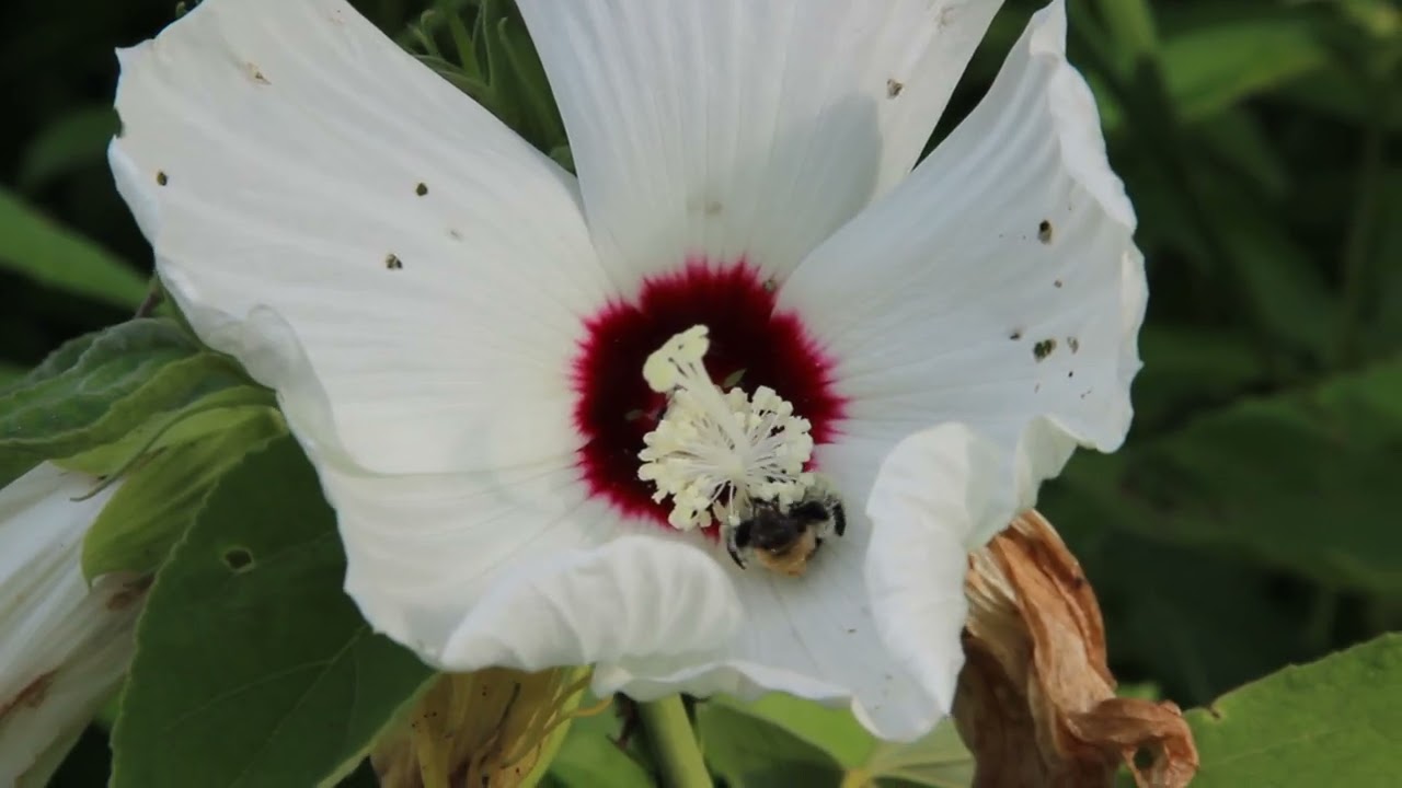 Ptilothrix Female Collects Pollen