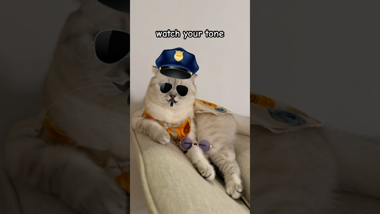 Следите за своим тоном 😾 #kikicutekitty #shorts #relatable #scary #sensitive #scottishfold #fypage