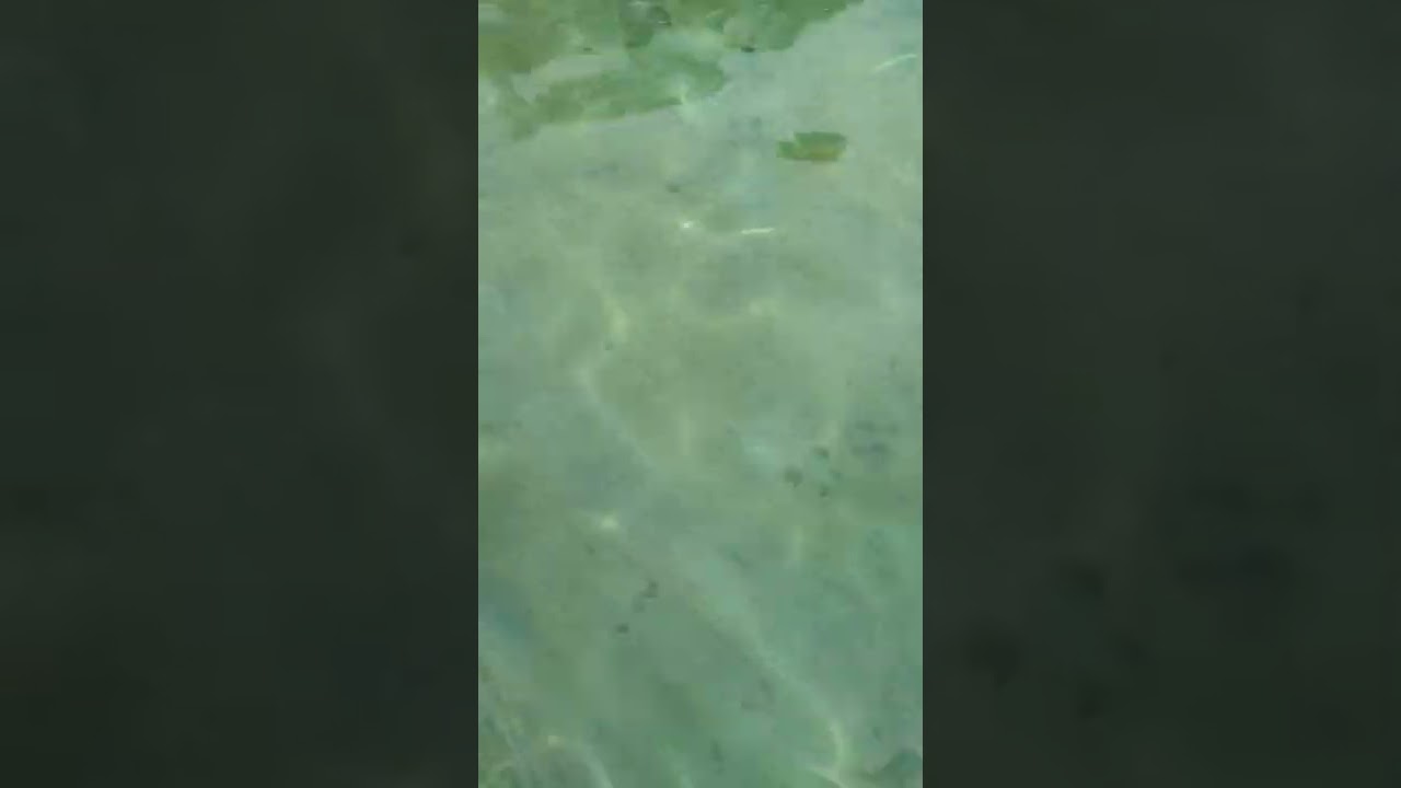 Playa estrella, Bocas del Toro, Panam&aacute;