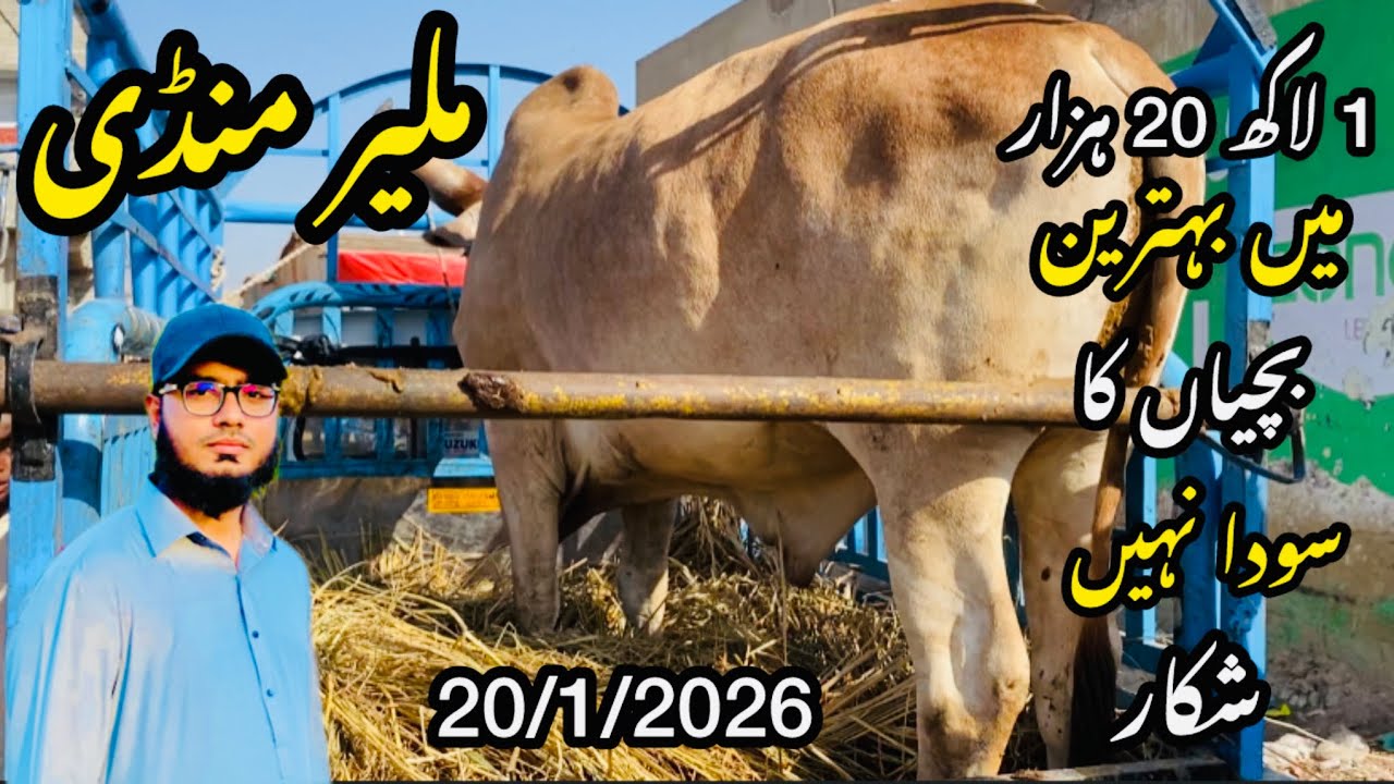 Malir Mandi Karachi Cattle Rates Update❤️ || 20 January 2026 || Cow Mandi 2026 💫