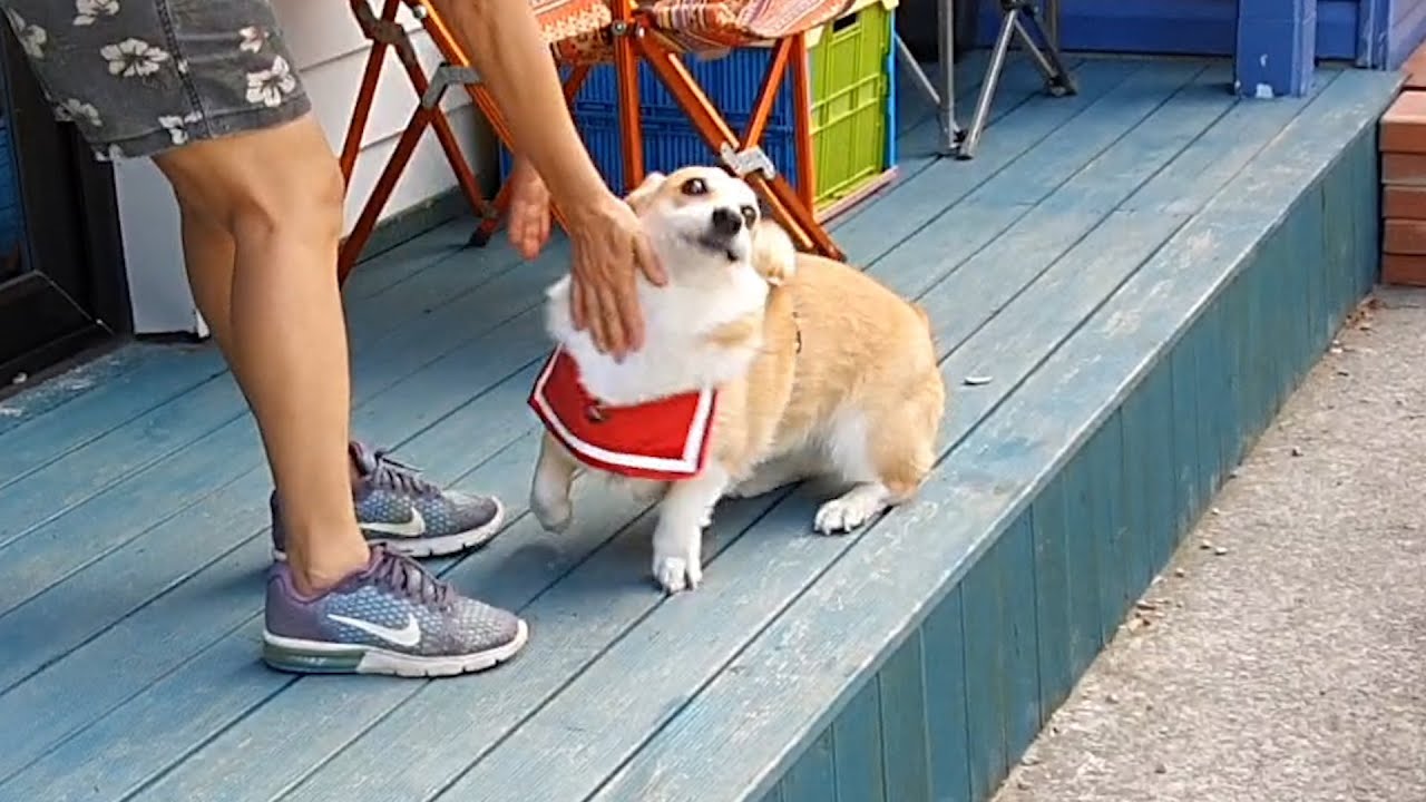 펜션 갔다가 아리 두고 올뻔했어요..