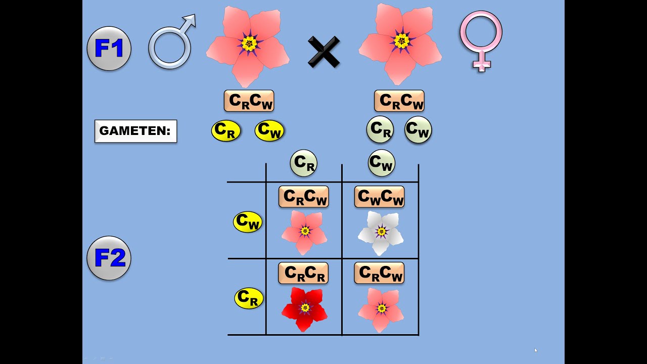 Mendel Intermed