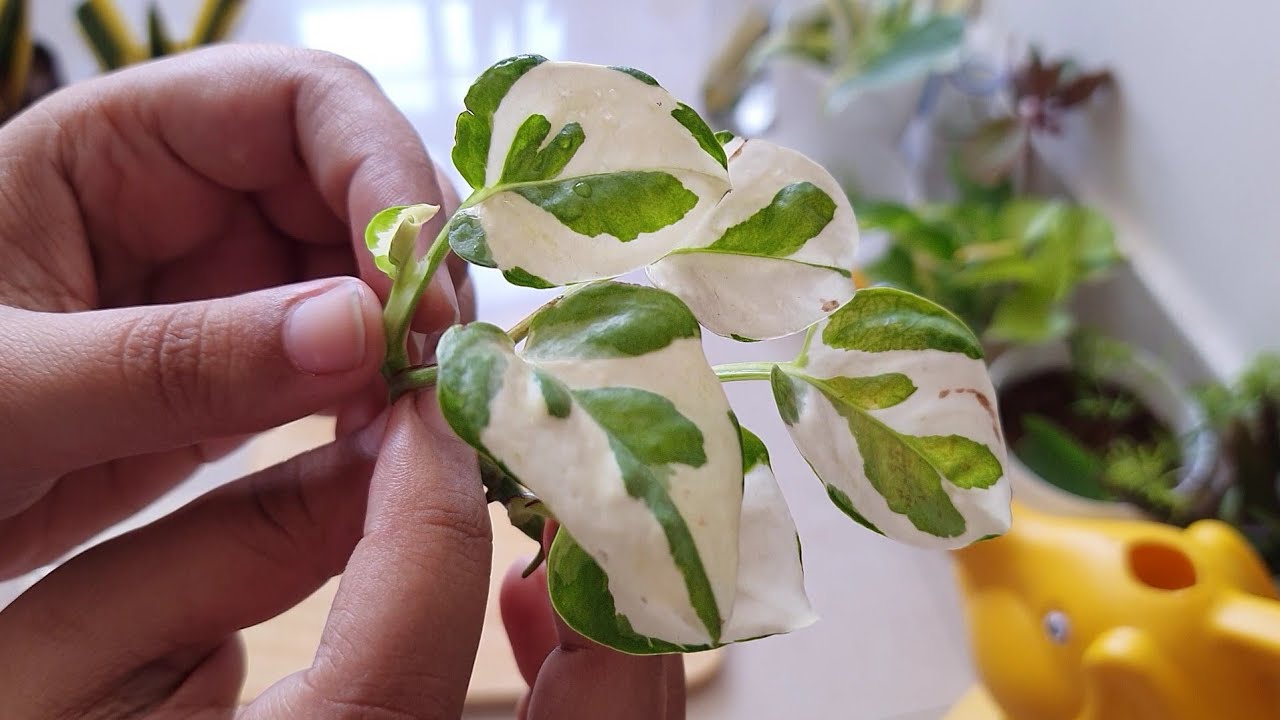 Njoy Pothos Propagation | Money Plant Water Propagation | How to Propagate Pothos Njoy