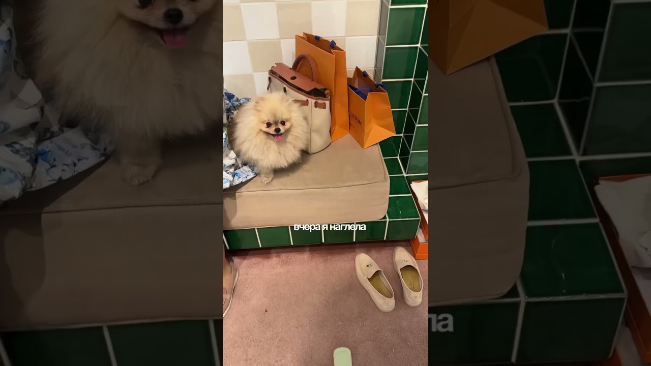 Вынесли Hermes из-за собаки 🐶 