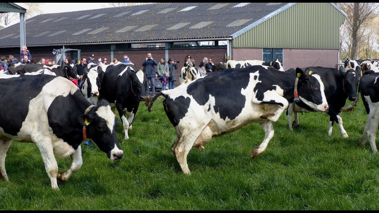 Koeiendans Melkveebedrijf van Leeuwen / Heenvliet 2019