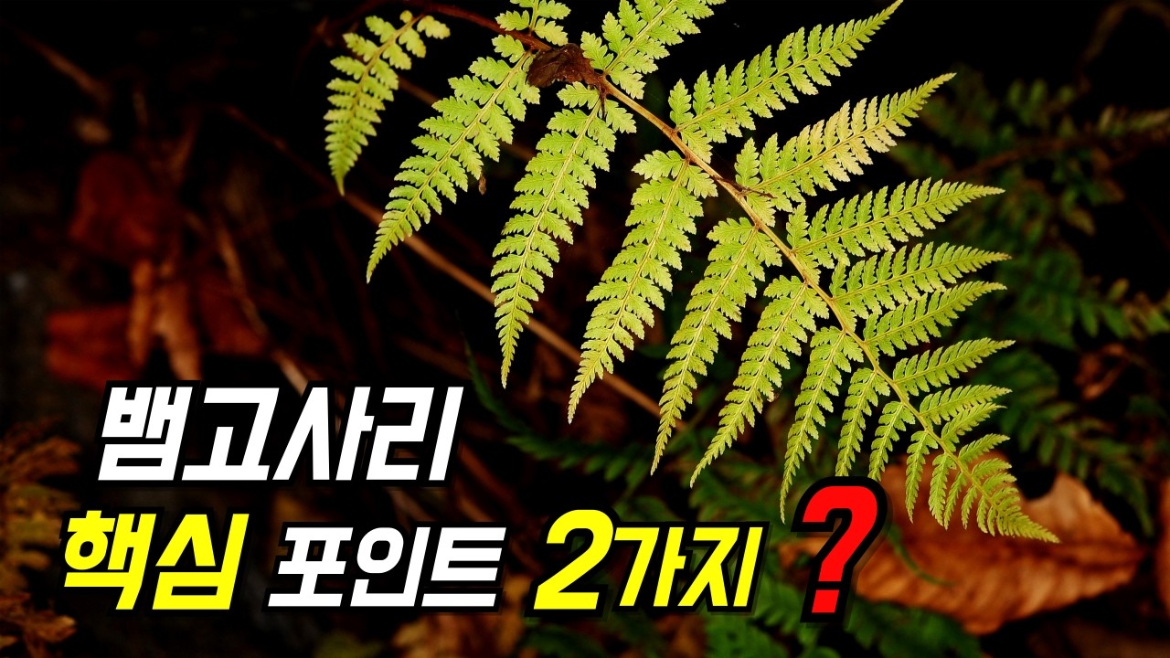 퍼니의 양치식물, 뱀고사리 핵심 포인트 2가지? Athyrium yokoscense (Franch. & Sav.) H.Christ