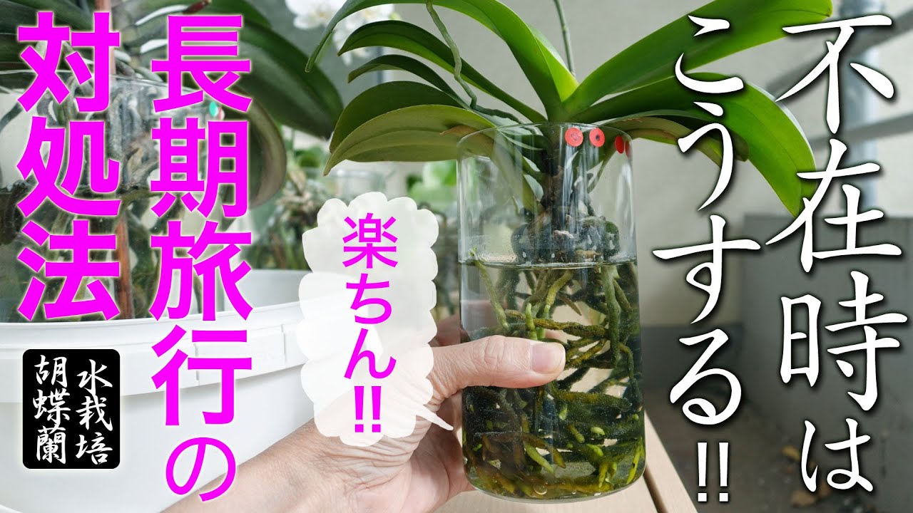 【楽ちん！】長期不在の対処法【水栽培胡蝶蘭】
