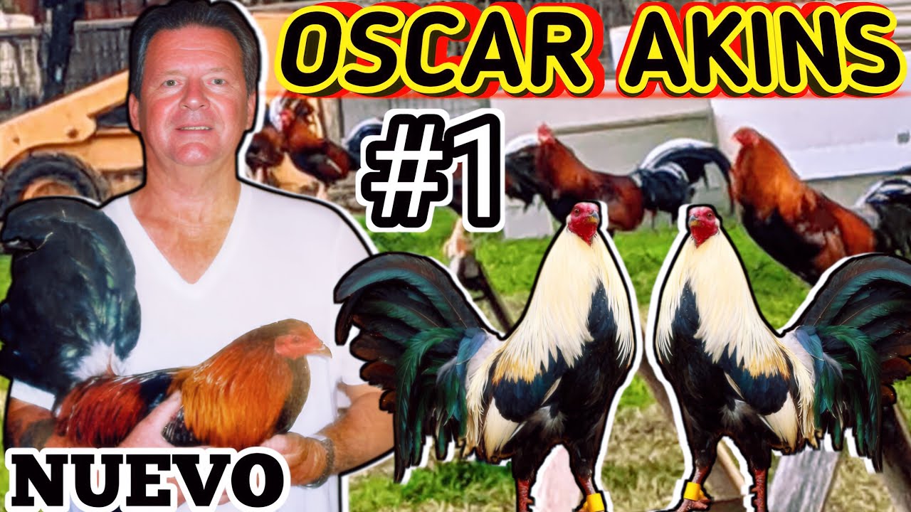 Oscar Akins #1/ Calidad En Aves Los Mejor 🐓🐓🐓💥💥🔥🔥🔥