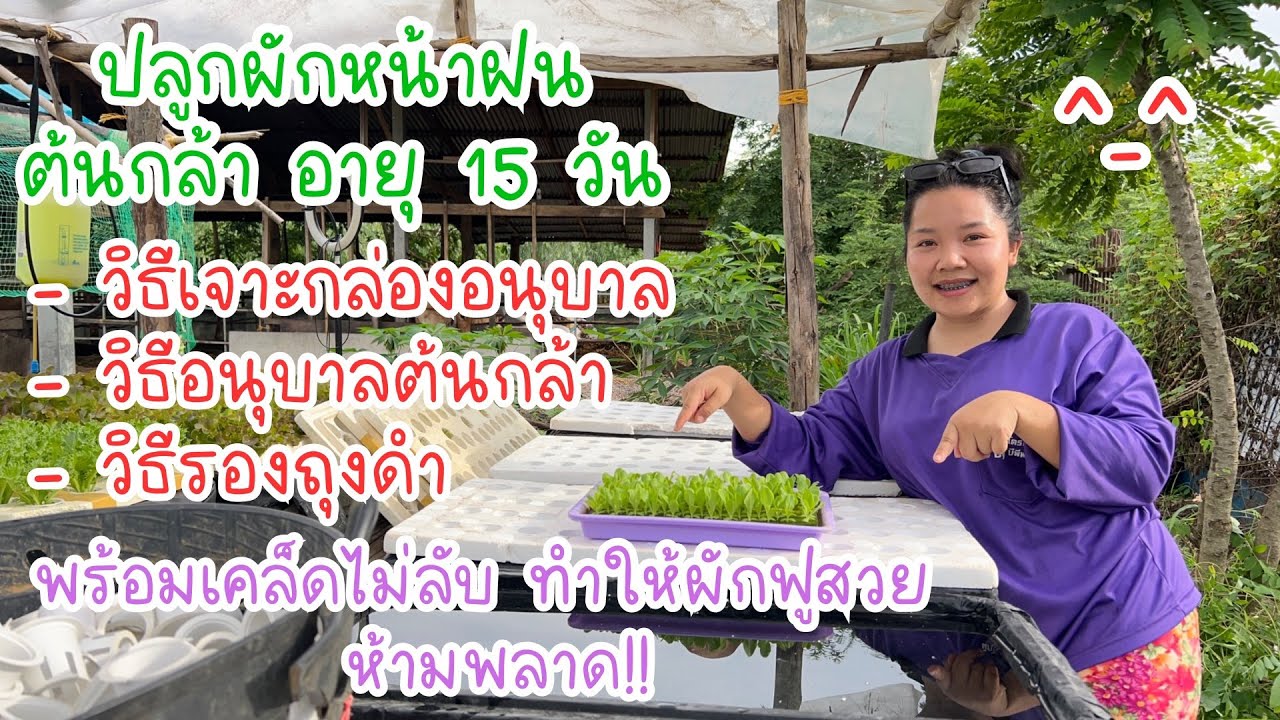 #ผักสลัด อายุ 15 วัน อนุบาลต้นกล้า เจาะกล่องโฟม รองถุงดำ #ปลูกผักไฮโดรโปนิกส์ #hydroponics