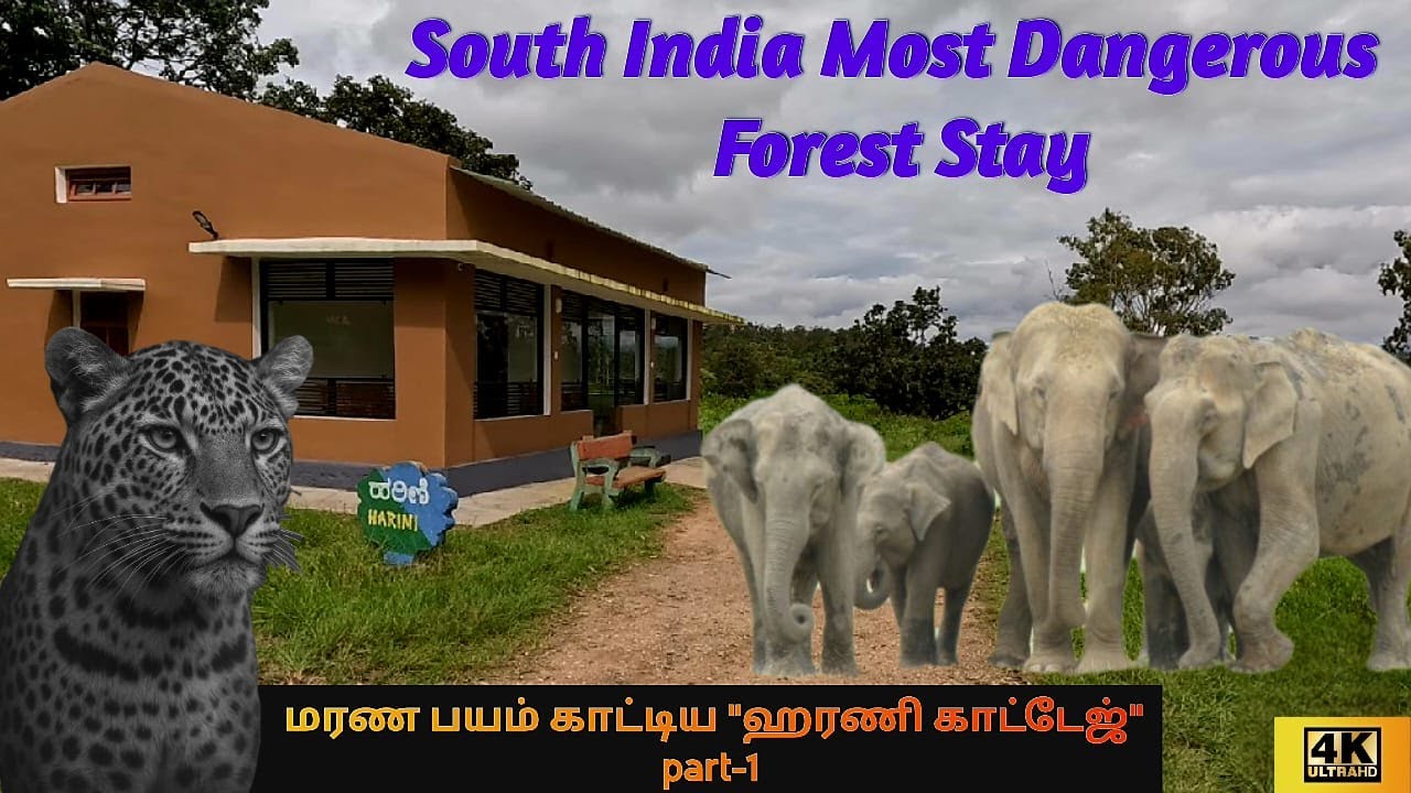 A Thrilling Forest Stay Inside Bandipur Tiger Reserve | Harini Forest cottage\  Experience Real Wild