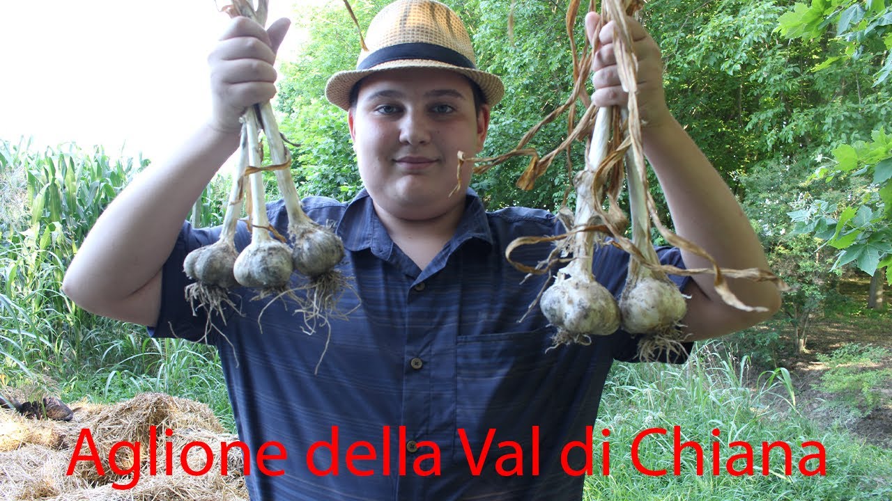 RACCOLTA AGLIONE VAL DI CHIANA (SCUSATE LA PRIMA PARTE UN PO' SFUOCATA)