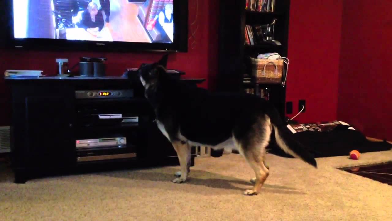 Dog barking at tv over and over again