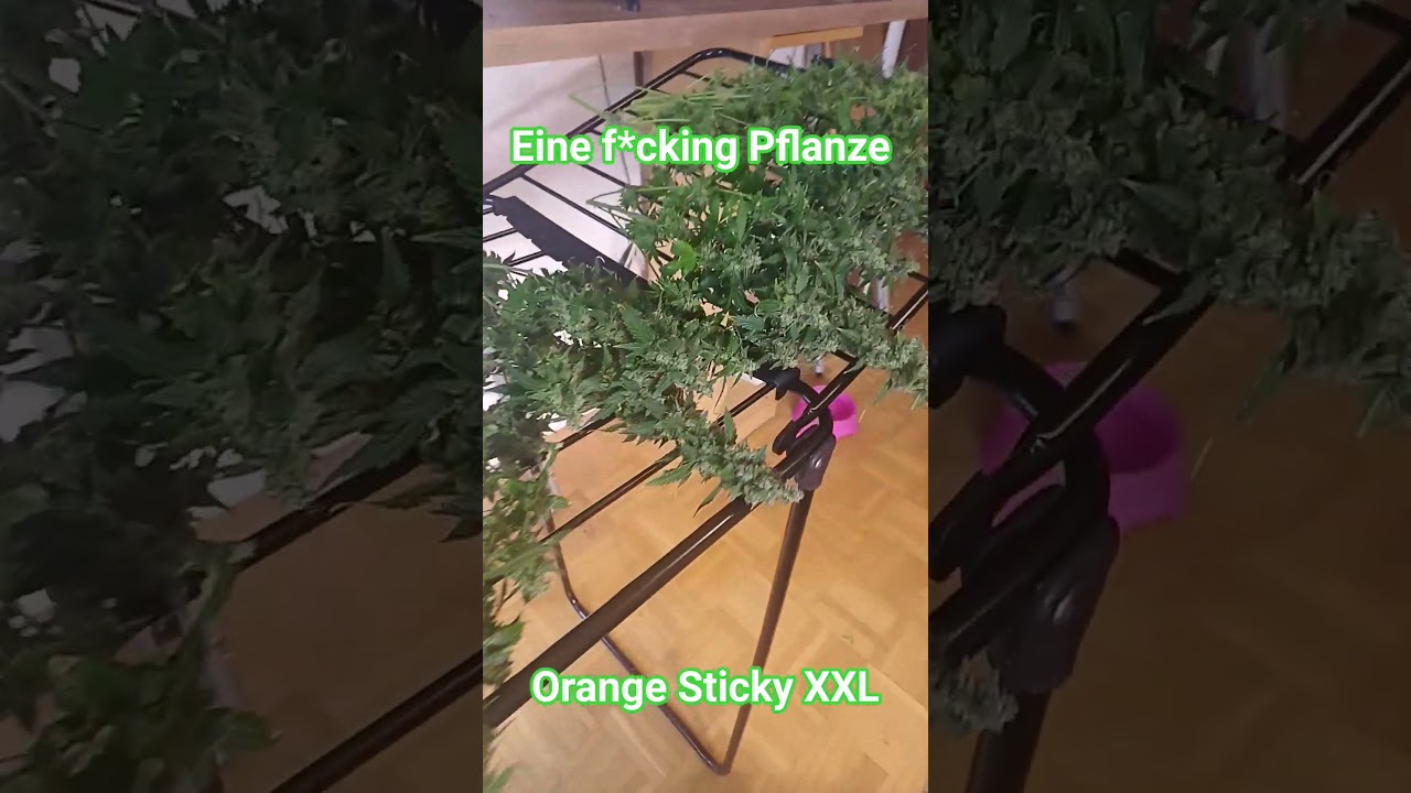 #ernte #420 # Sticky Orange XXL #automatisch #Sensiseeds