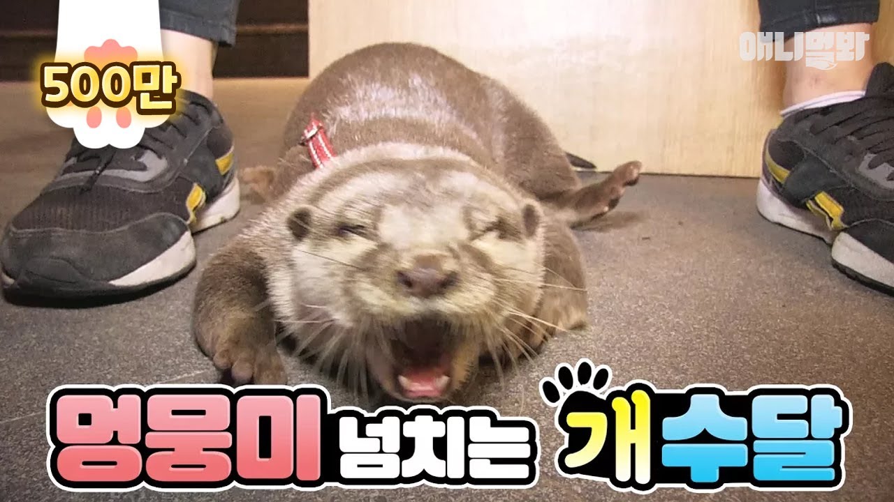 (Перегрузка остроумие) Оттер действует как собака