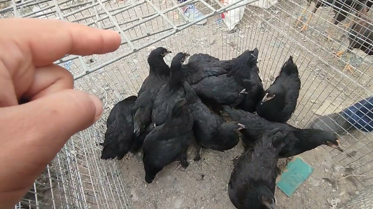2 vidyo Andijon chuvama tovuq bozori 