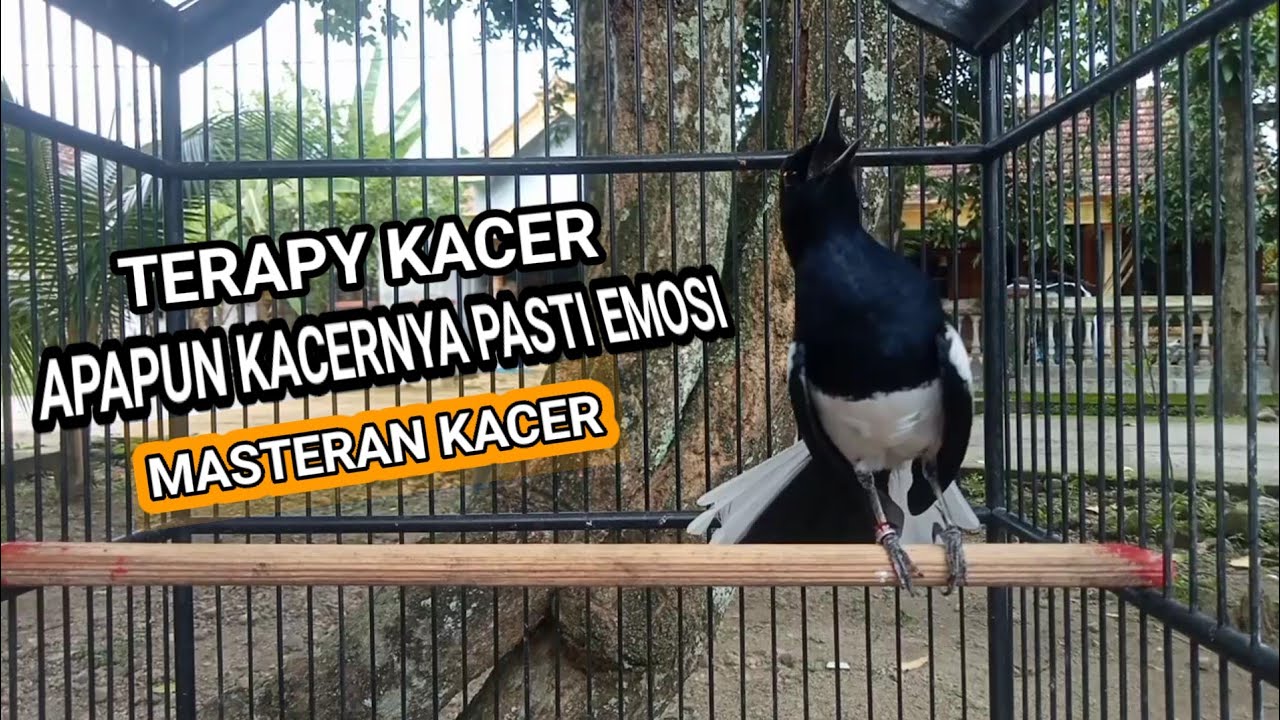Kacer GACOR ngeplong KONSLET Tarung ini Paling Ampuh untuk PANCINGAN KACER agar EMOSI..