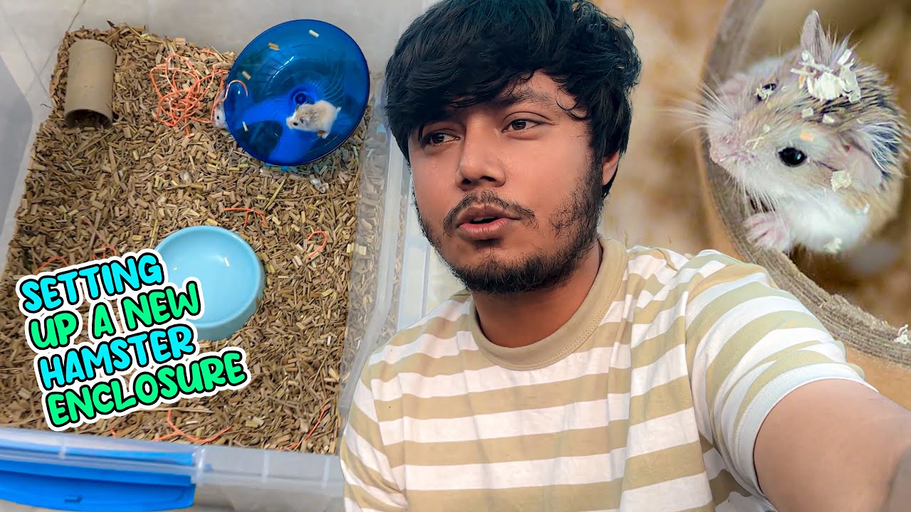 Roborovski Hamster এর জন্য নতুন সেটআপ বানিয়েছি 🥰