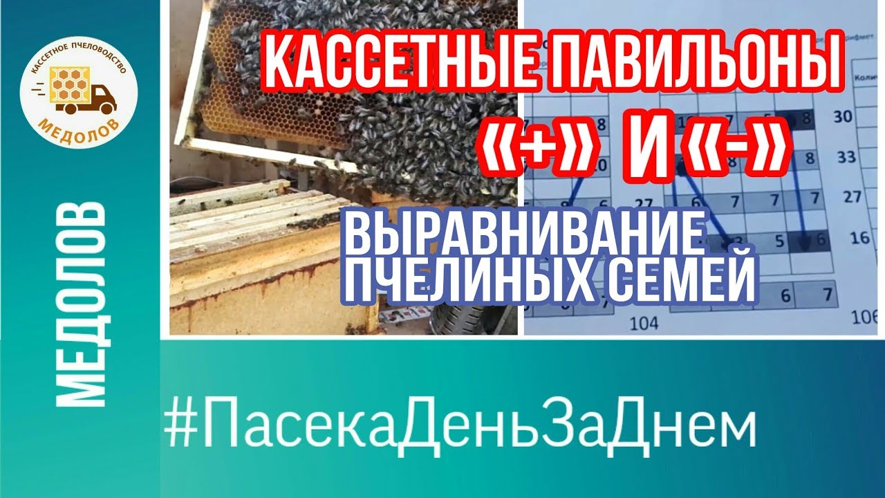 ПЛЮСЫ И МИНУСЫ кассетных павильонов.  Выравнивание пчелиных семей. Количество мертвых пчел #Пасека
