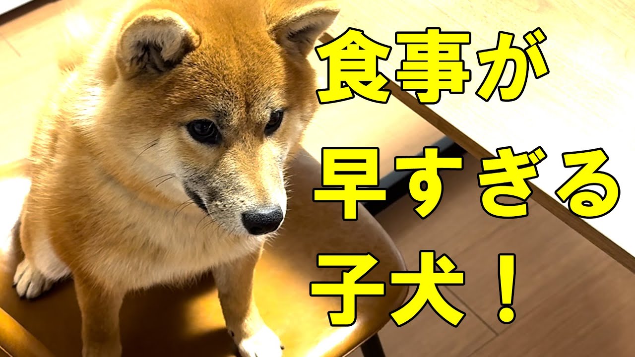 あまりに早食いの子犬！ハラペコなのか、いつもこんな感じです笑【柴犬みき】Puppy eating too quickly