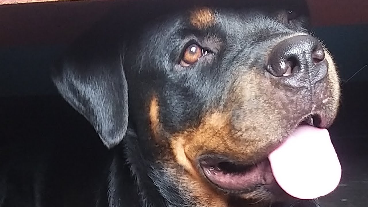 Rottweiler wants love from #Mummy 😇 #doglover #rottweiler #labrador #rotweilerlove #pets #funny #dog