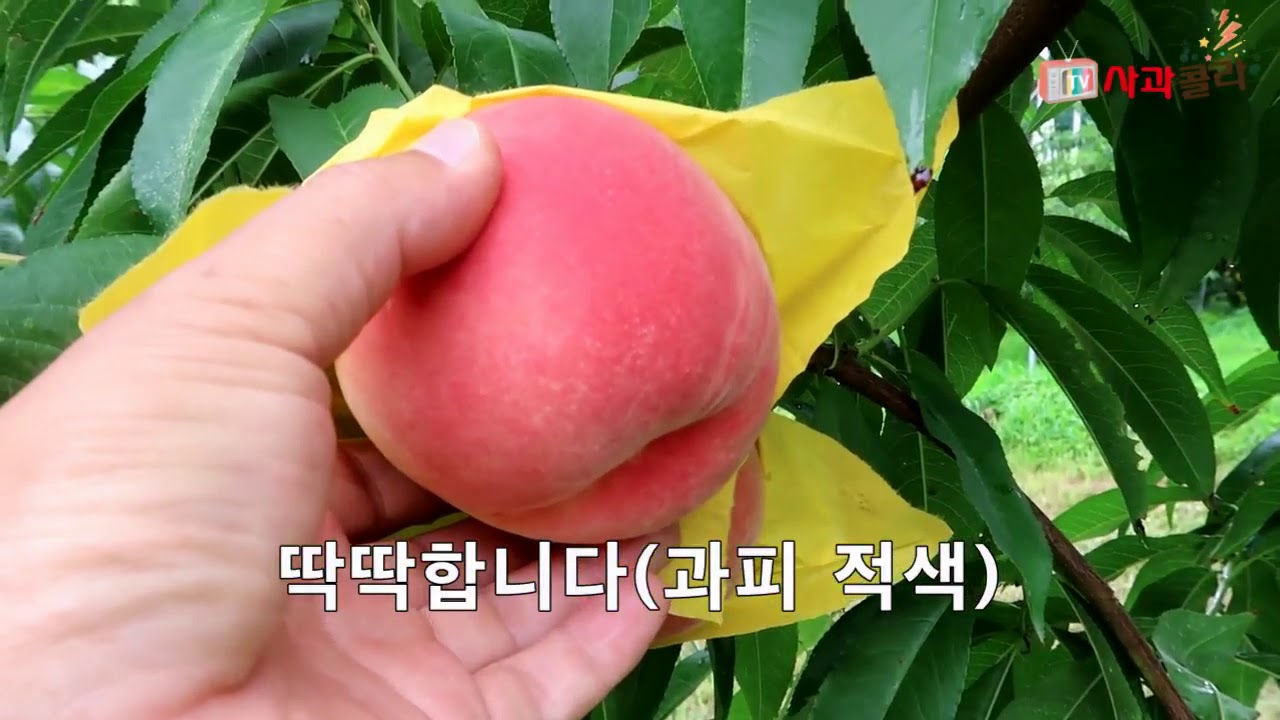 [복숭아재배ㅡ과수원예TV]👑신품종 대과 소개(평균500g/9월초.중) 낙과제로/딱딱이/풍산성/선홍빛적색