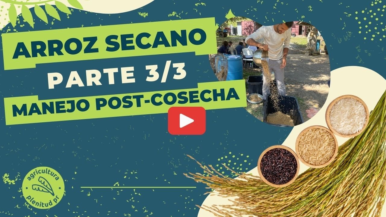 Siembra de Arroz Secano: Parte 3 - Manejo de Post Cosecha