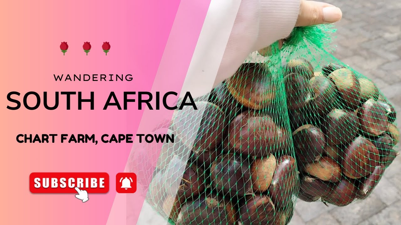 Exploring The Chart Farm in Cape Town: Beautiful Rose Gardens & Chestnuts🌹🌰 #vlog #travelvlog