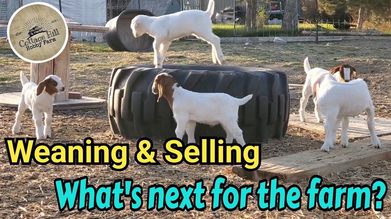 Weaning the Savanna goat kids! Goats leaving the farm