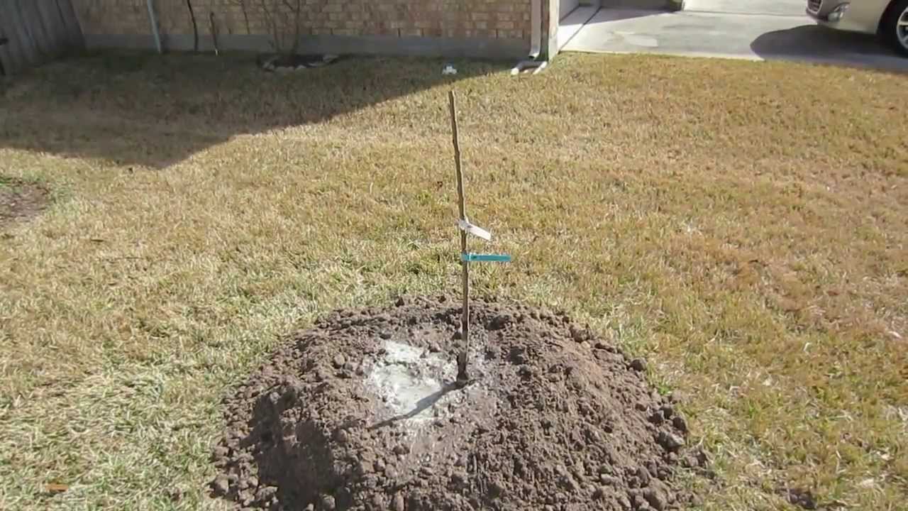 How To Plant A Bare Root Fruit Tree